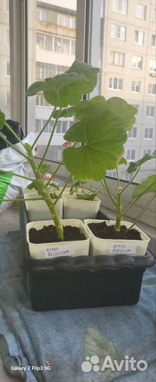 Герань сортовая