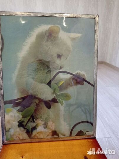 Картина котики