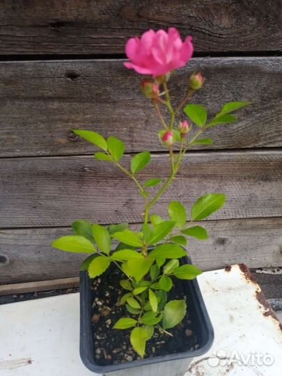 Хвойники, розы,ирисы