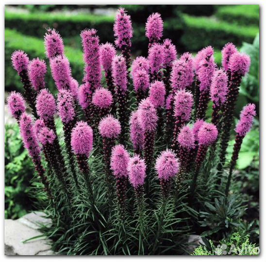 Многолетние цветы