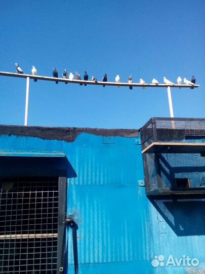 Бойные голуби