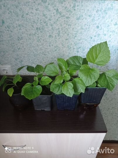 Клеродендрум филиппинский.1 фото образец