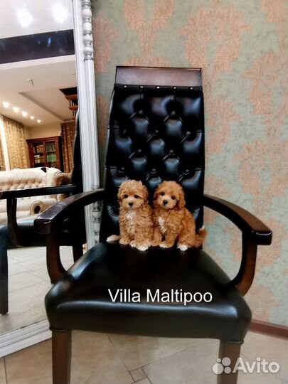 Мальтипу f1 micro