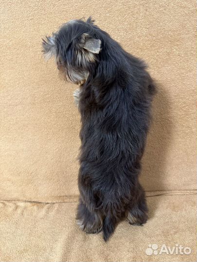 Мальчишка йорк