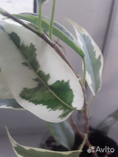 Фикус бенджамина пестролистный