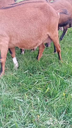 Коза молодая