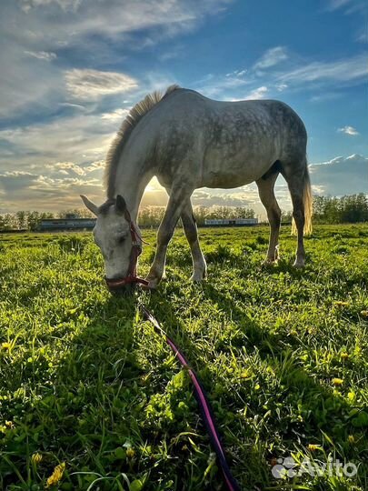Катание на лошадях
