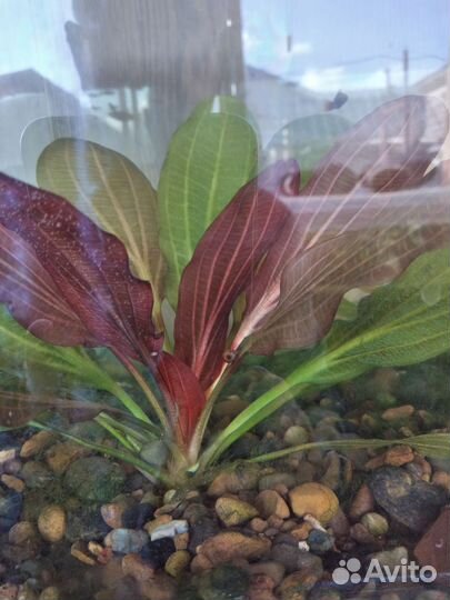 Растения коряги рыбки