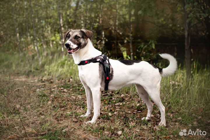 Торочка, самая милая девочка, ищет родителей