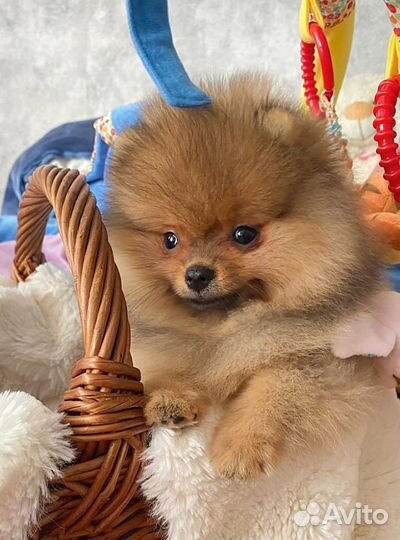 Померанский шпиц медвежьего типа