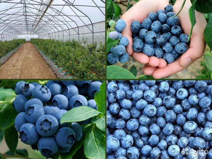 Голубика сорт Reka