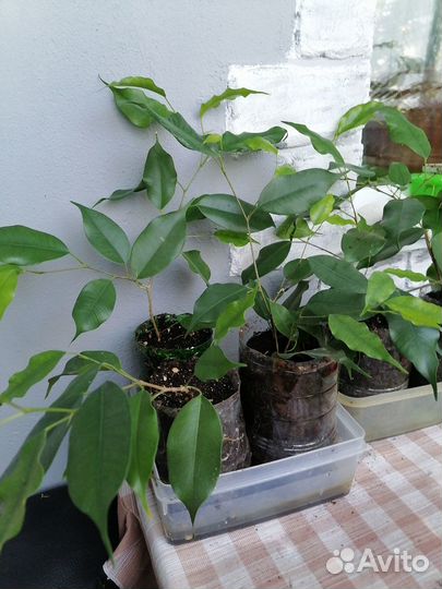 Фикус бенджамина