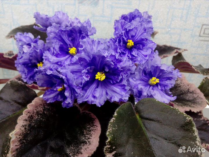 Продам детки сортовых фиалок