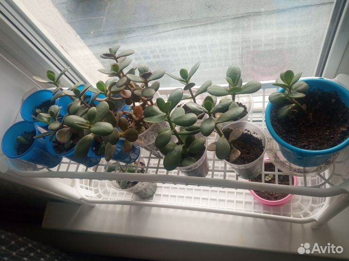 Денежное дерево толстянка