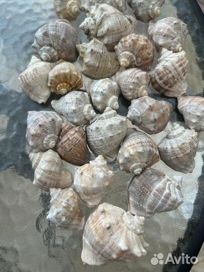 Ракушка Черноморского рапана