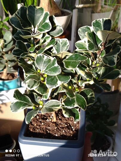 Фикус Триангулярис Вайт Марджин. Тинеке