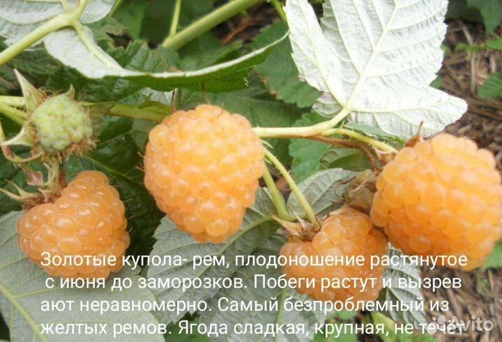 Малина разные сорта