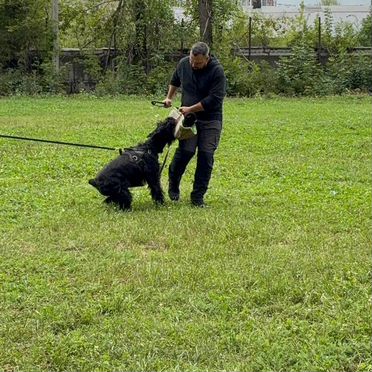 Ризеншнауцер, щенок