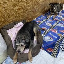 Взрослый пёс в добрые руки