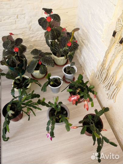 Цветы Декабрист и Эписция