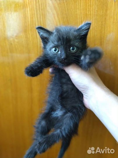 Котятки, 1 мес