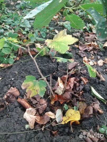 Красная смородина саженцы