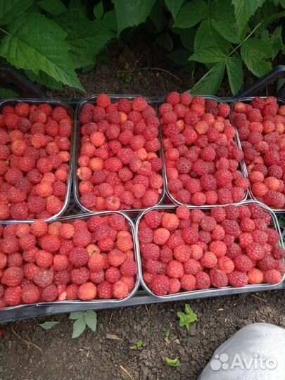 Маллина опт, розница, близко к городу