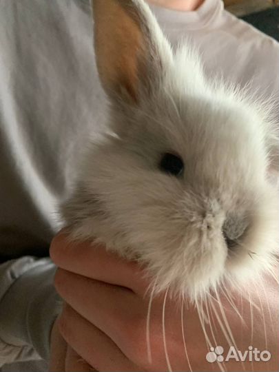 Декоративные кролики вислоухие
