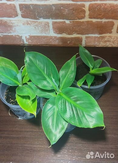 Банан домашний (Муса Тропикана)