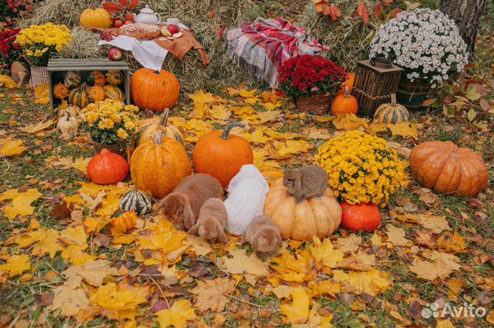 Тыква декоративная