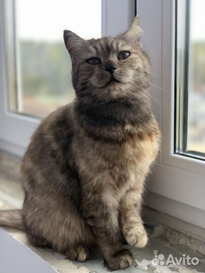 Кошка Хурмуша