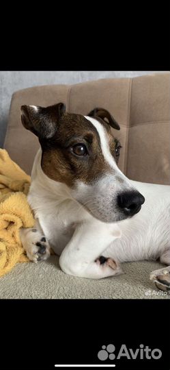 Джек рассел терьер