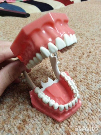 Фантом стоматологический