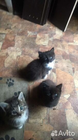 Котята в добрые руки