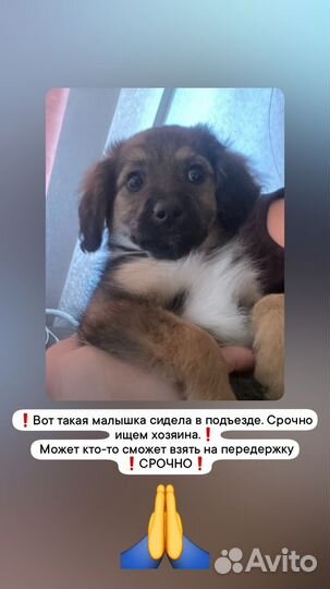 Щенок в добрые руки бесплатно
