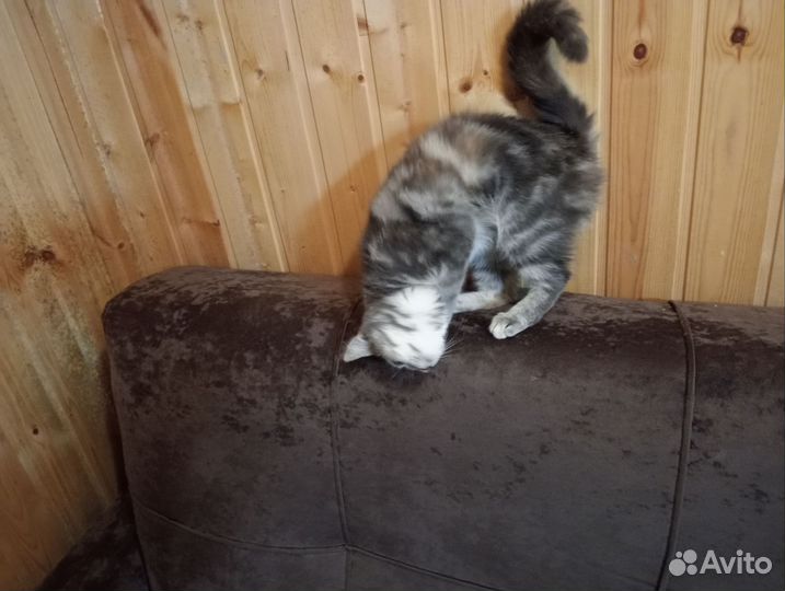 Котята в добрые руки даром бесплатно