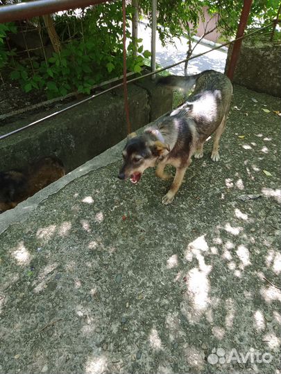 Собака в добрые руки