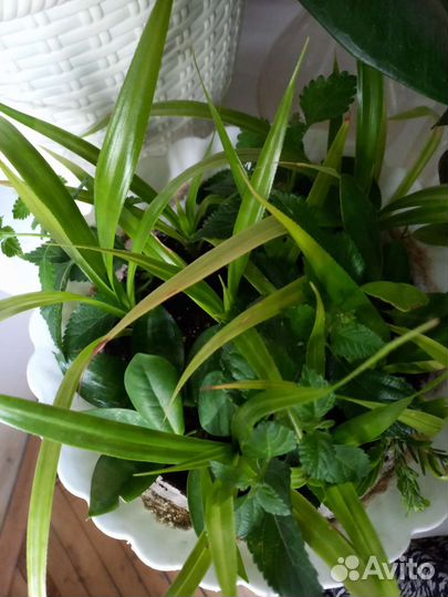 Панданус, пандан, водная пальма