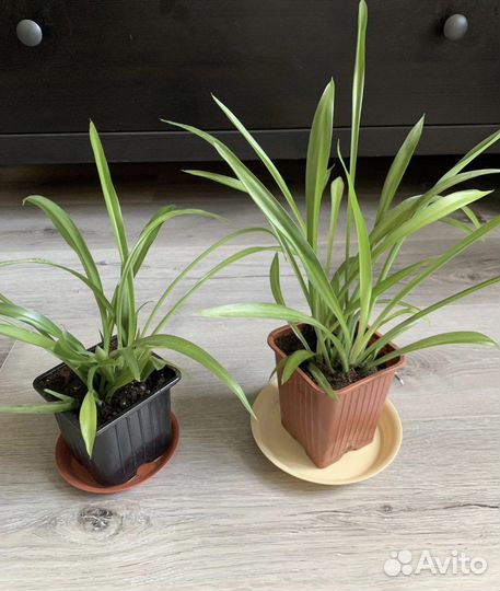 Хлорофитум зеленый и другие комнатные растения