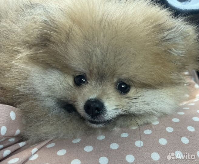 Померанский шпиц