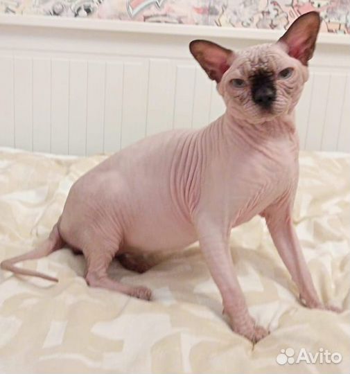 Канадский сфинкс кот