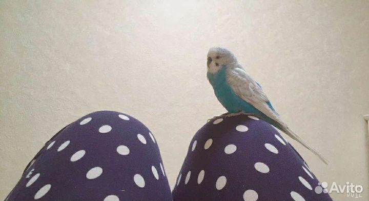 Передержка маленьких животных(кошек/собак не беру)