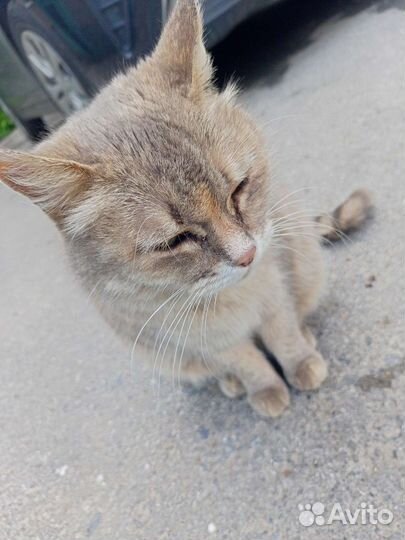 Кошка в дар бесплатно