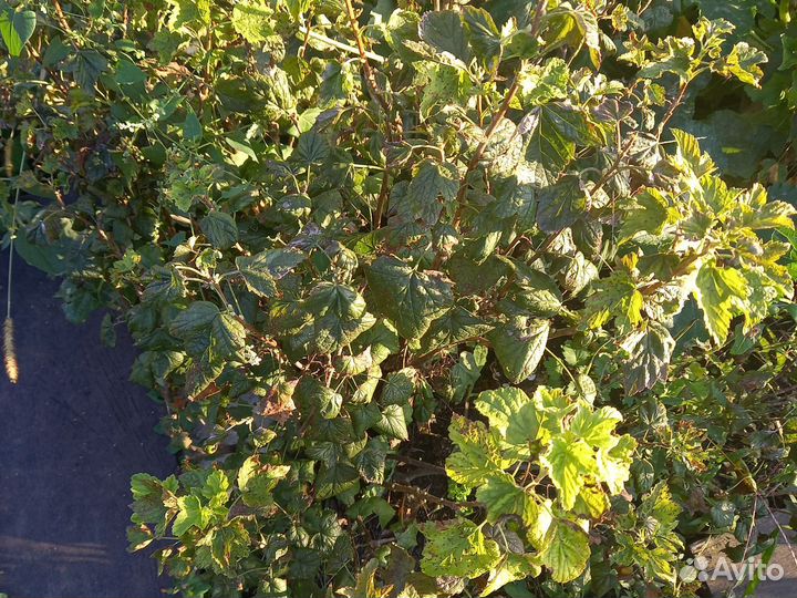 Кусты чёрной смородины бесплатно