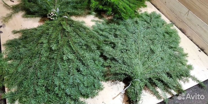 Лапник пихтовый