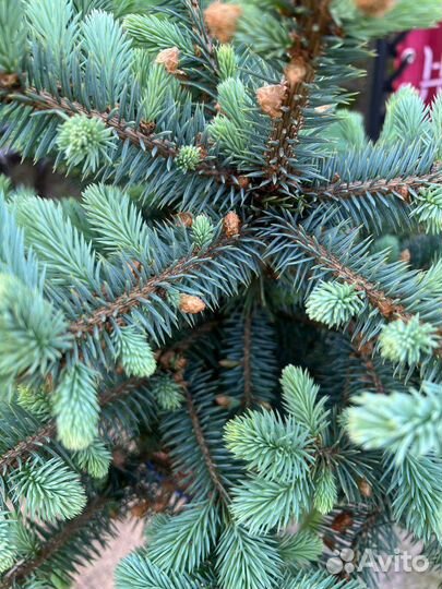 Голубая ель