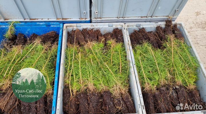 Зкс и окс Сосна Ель Лиственница сеянцы Голуб горн