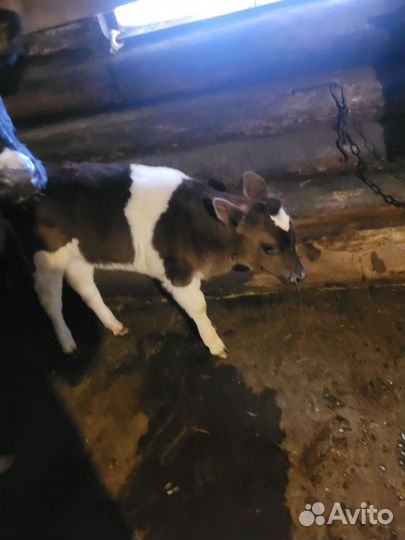 Телята телочки