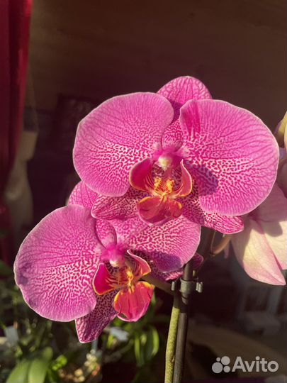 Орхидея фаленопсис