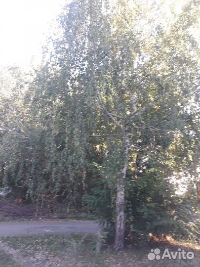 Береза повислая семена